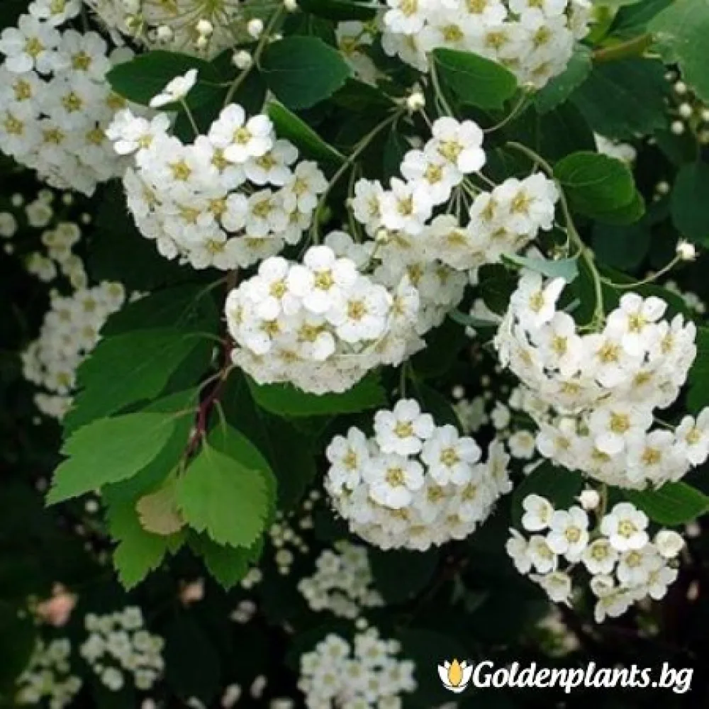 Майски сняг (спирея)