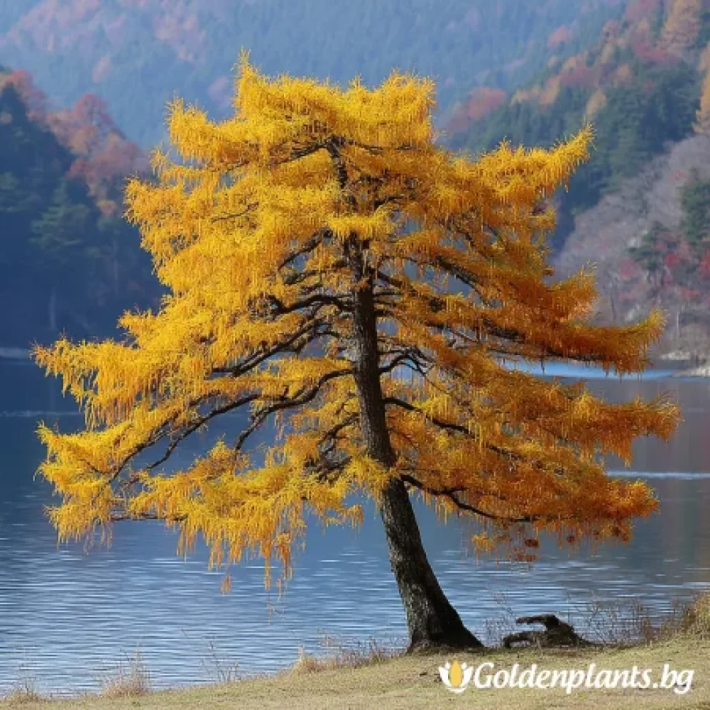 Японски Лен – декоративно растение