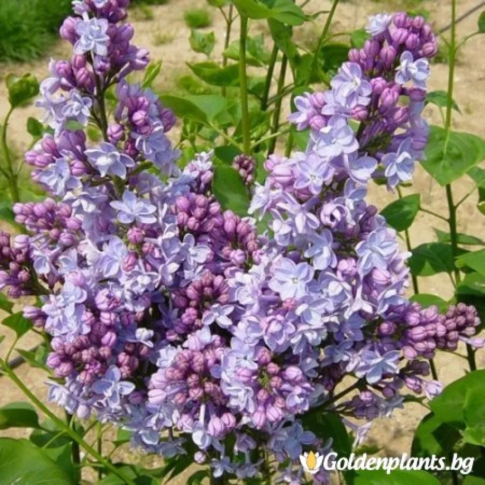 Мишел Бюхнер (люляк)