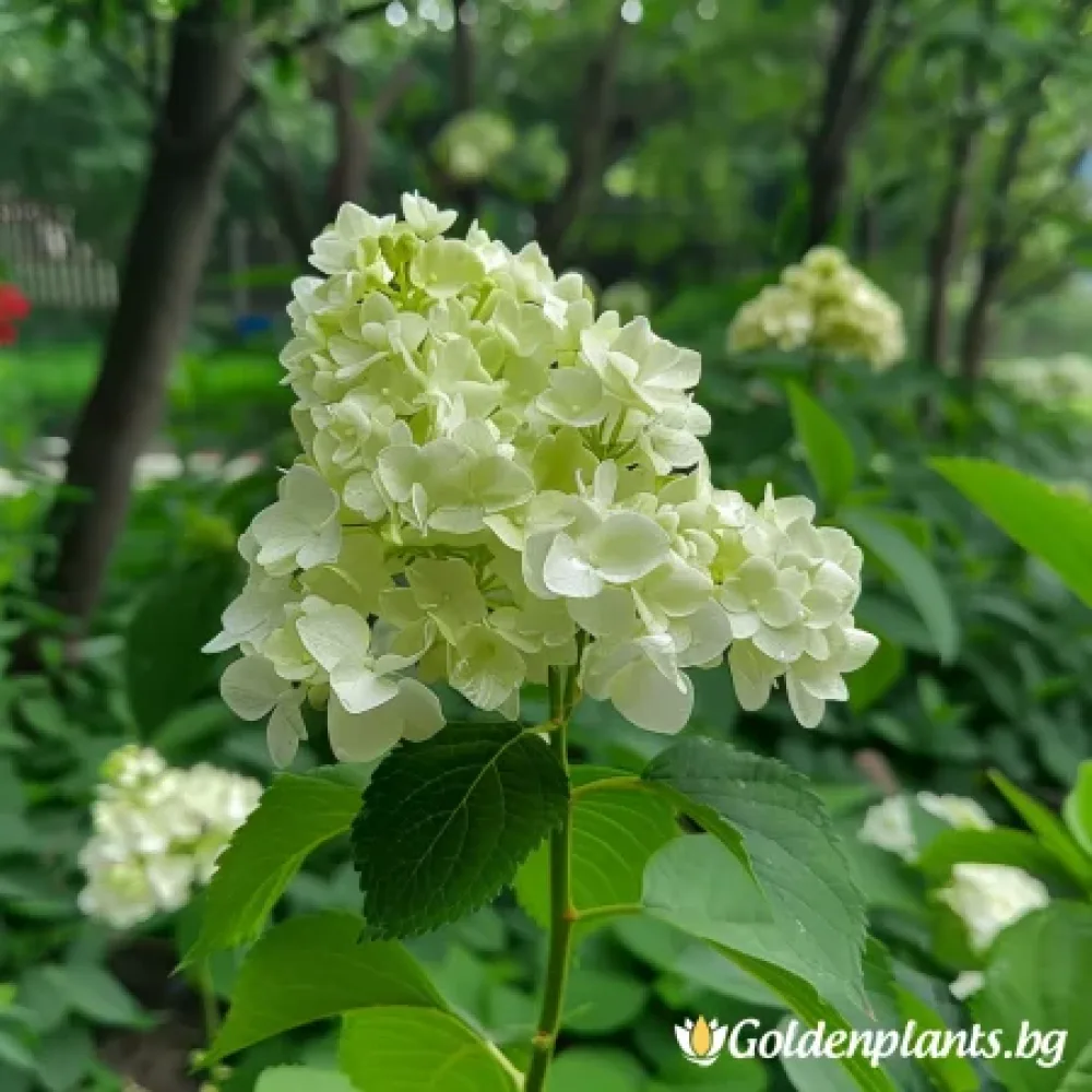 Хортензия, сорт Херкулес
