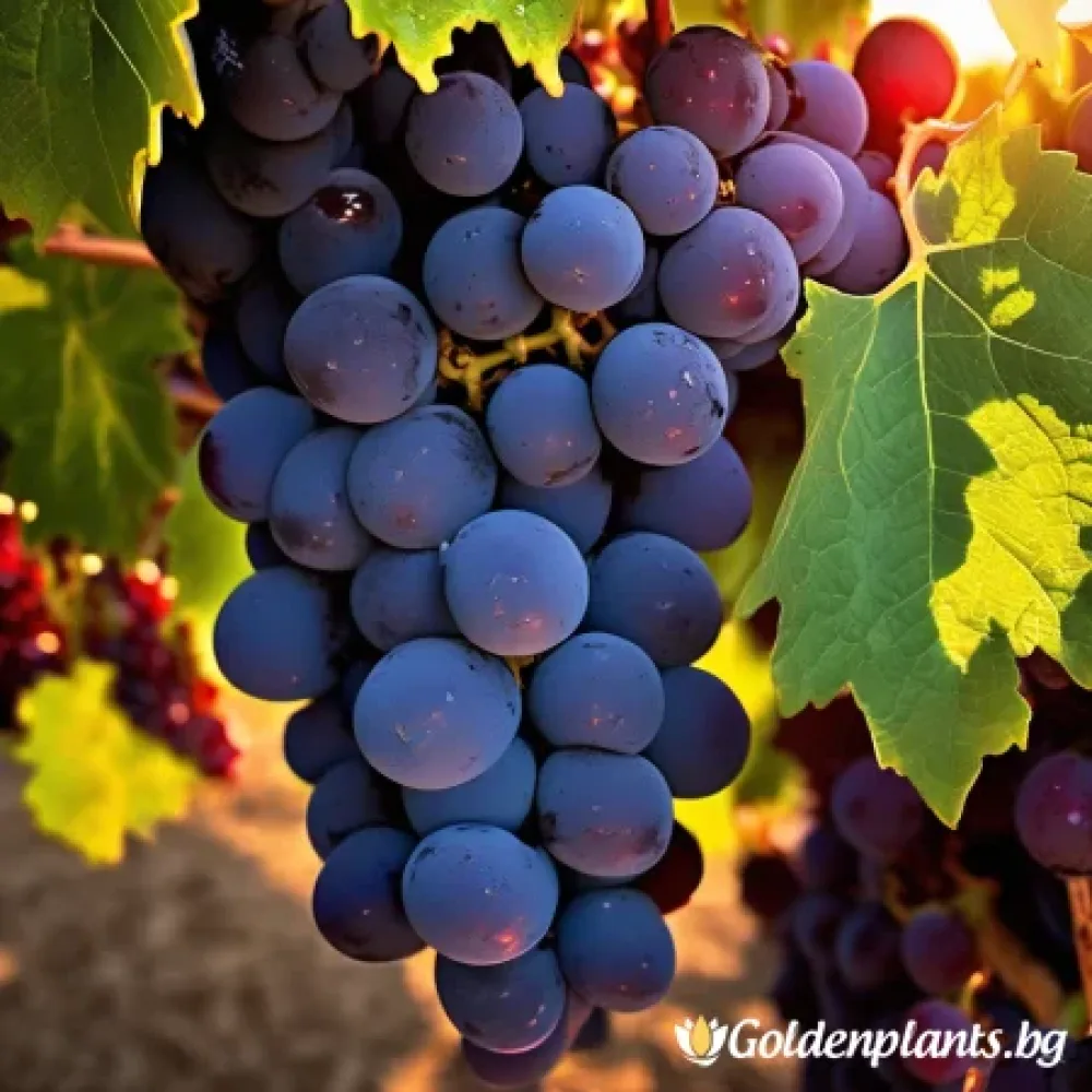 Лоза сорт Каберне Фран /cabernet franc/- Средно късно зреещ – за собствено грозде