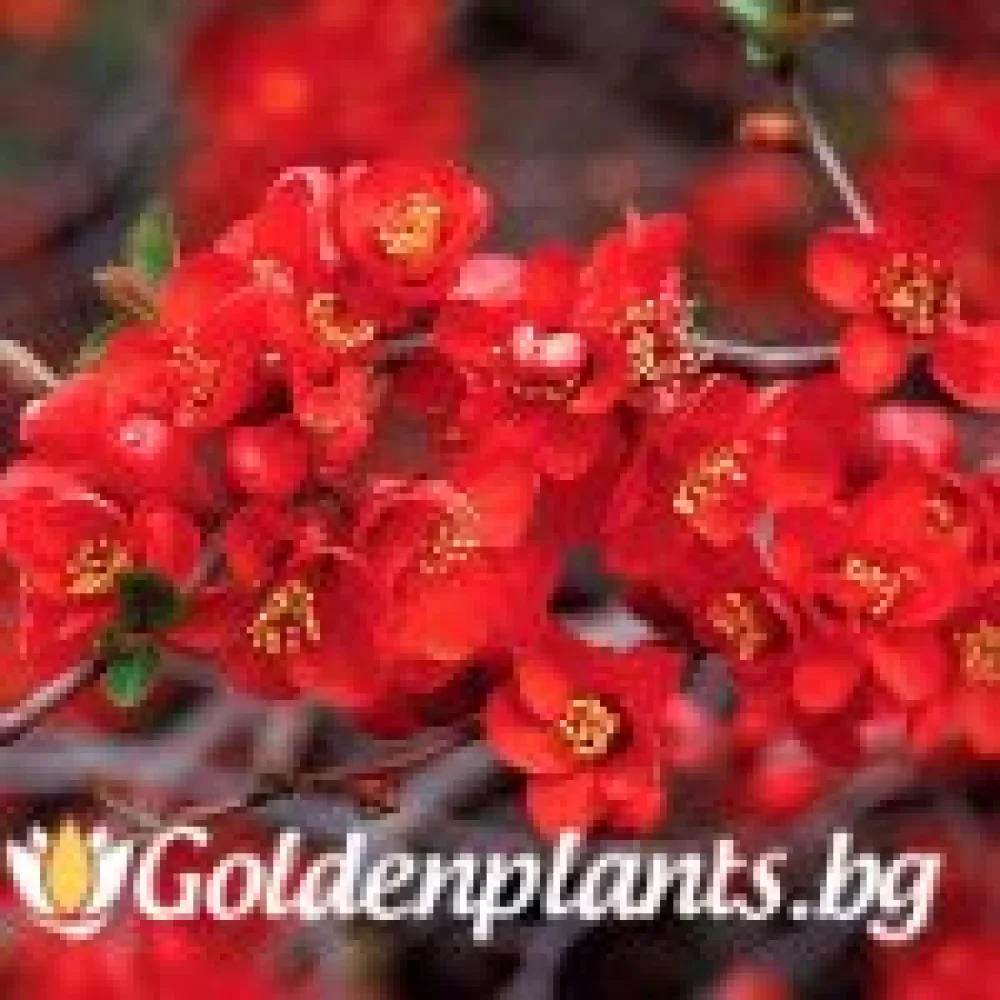Японска дюля Crimson and Gold – декоративно растение