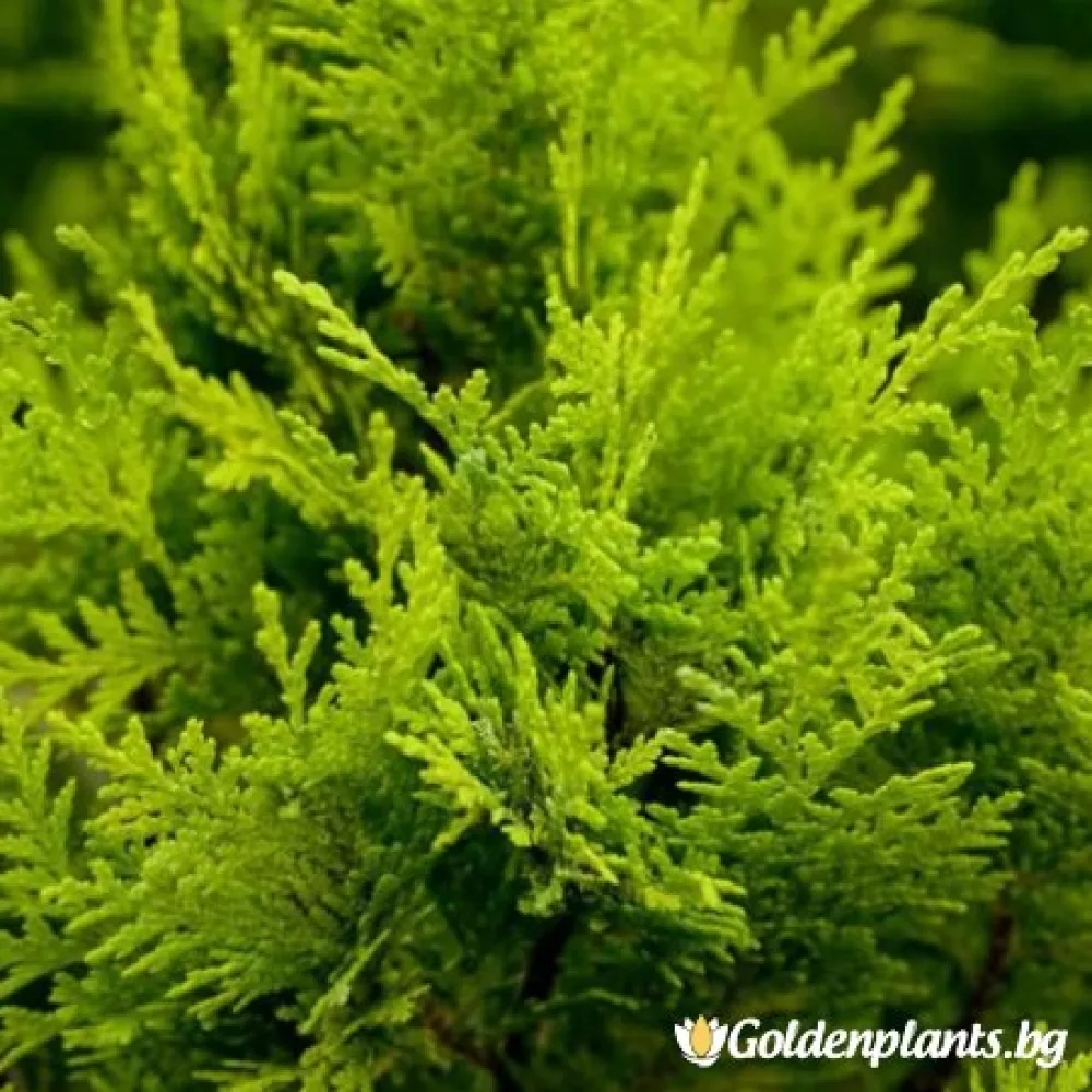 Лъжекипарис Ellwood and ’s Gold – декоративно растение