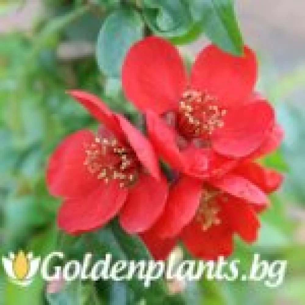 Японска дюля Crimson and Gold – декоративно растение
