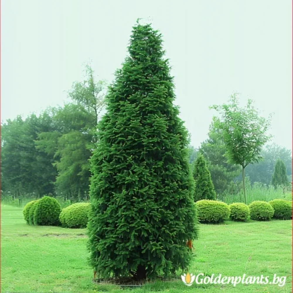 Туя Смарагд 20-25 см – декоративно растение