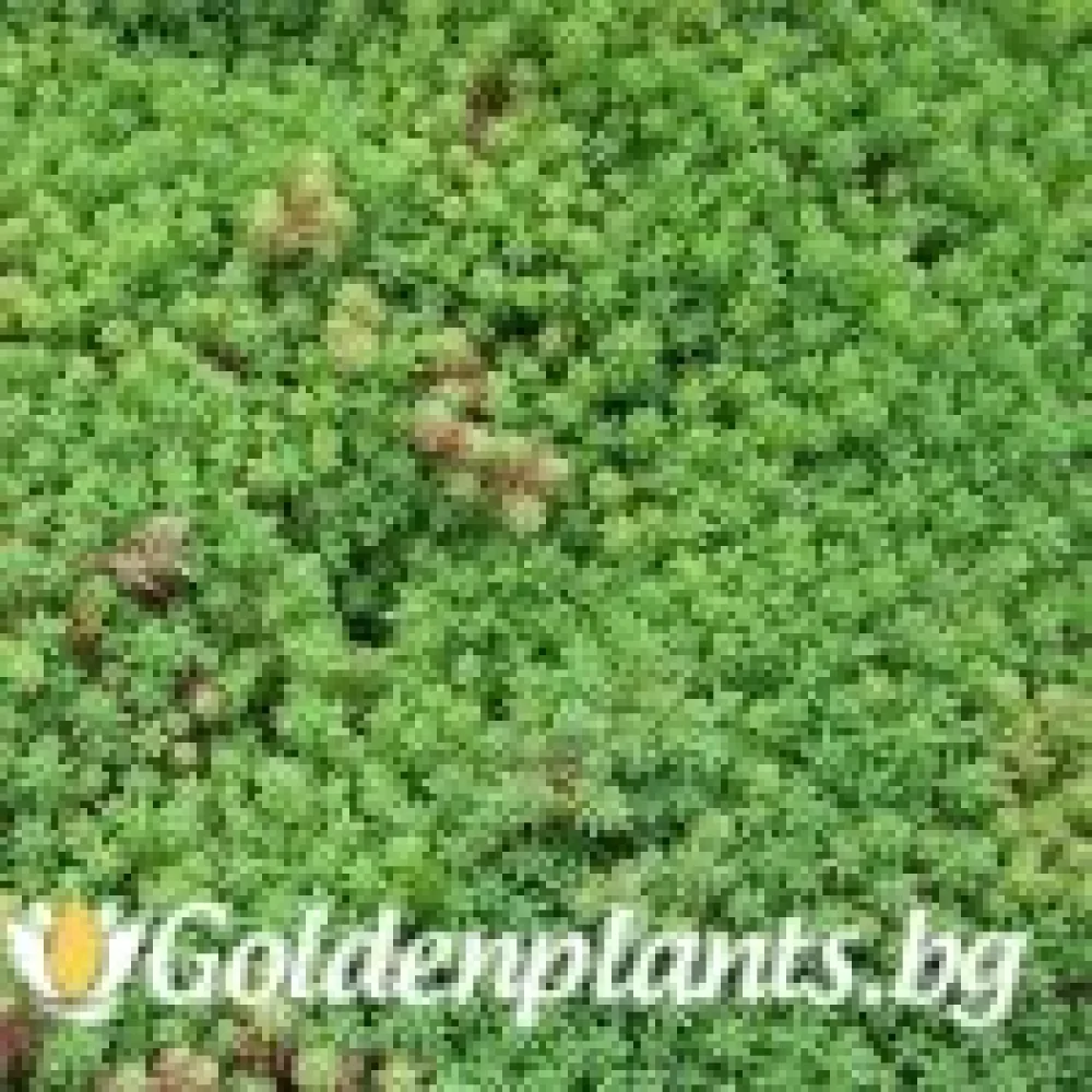Седум green carpet зелен – за градината
