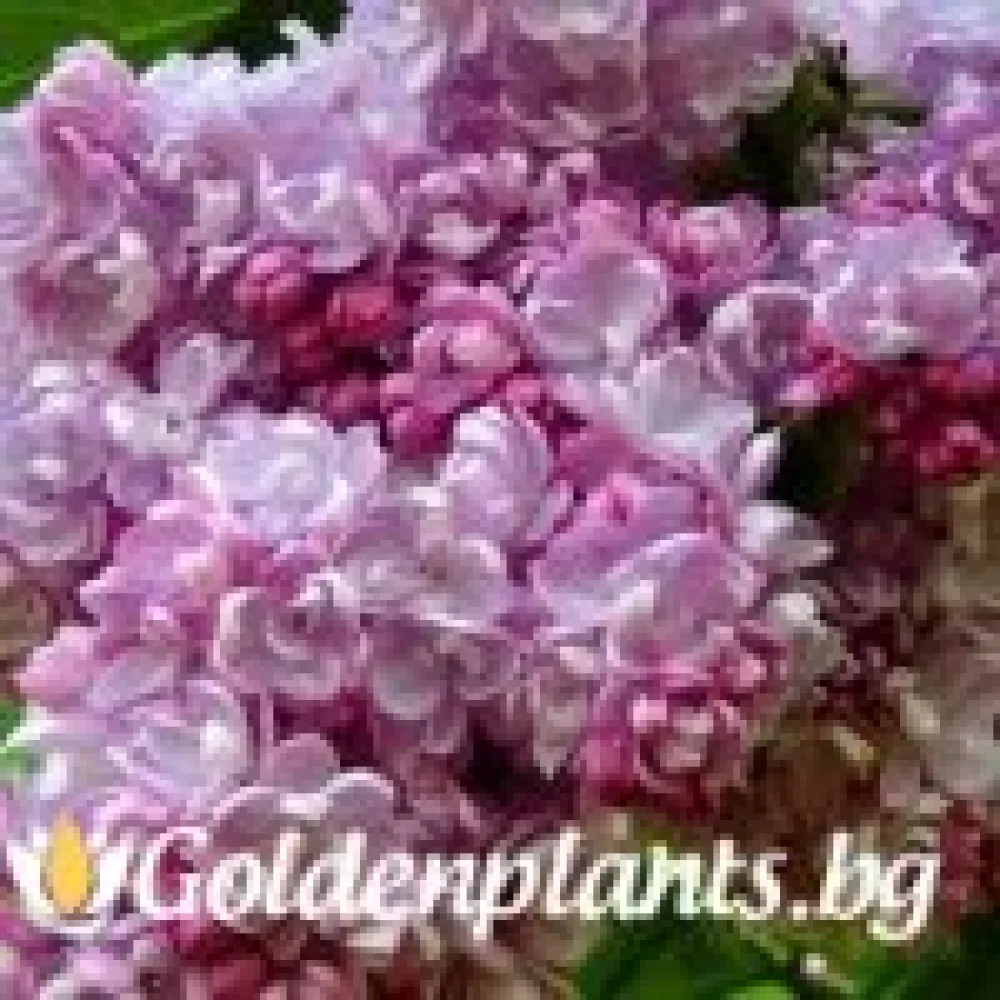 Колхозница (люляк)