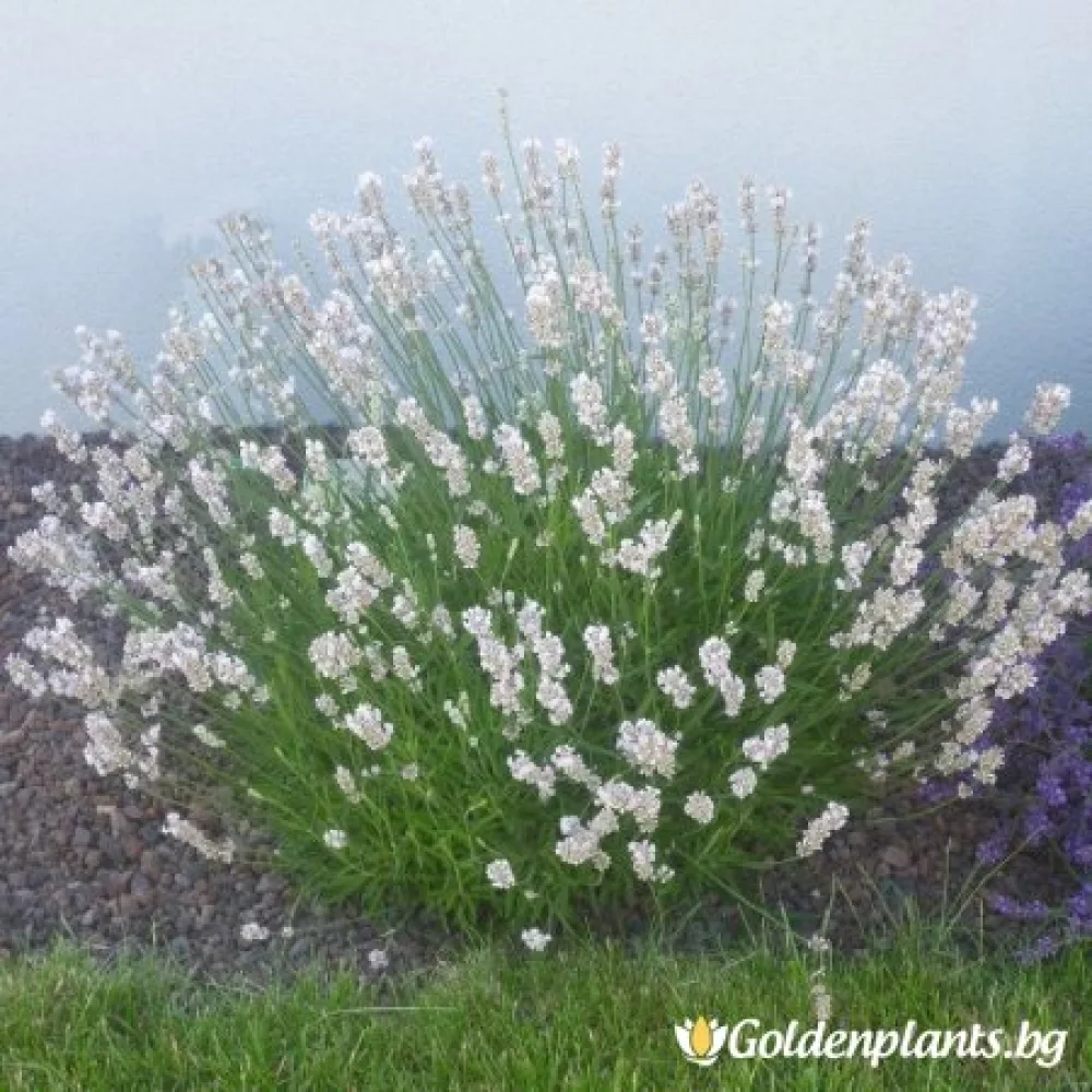 Лавандула, сорт Еделвайс