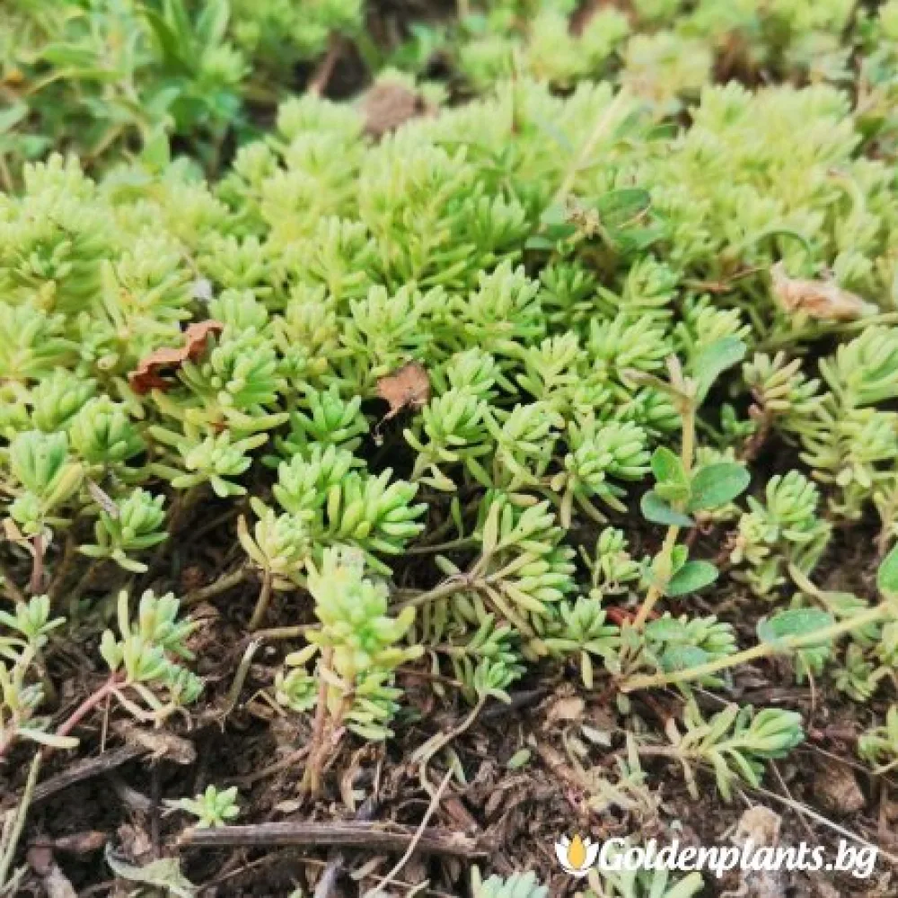 Седум green carpet зелен – за градината