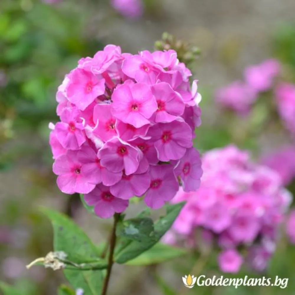 Флокс, сорт Ева Кълъм