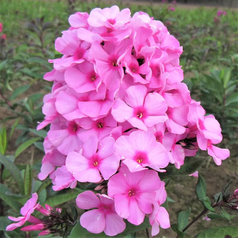 Флокс, сорт Ева Кълъм