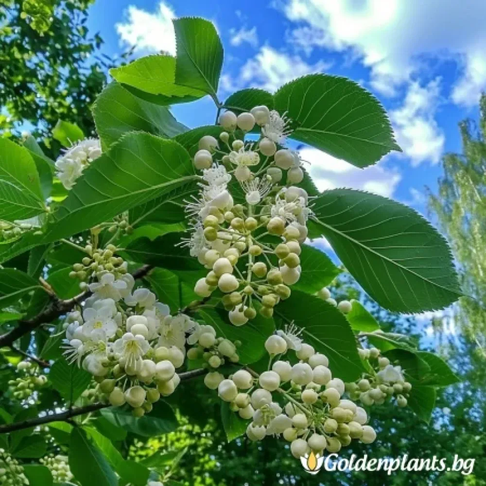 Офика Бяла 120см – декоративно растение
