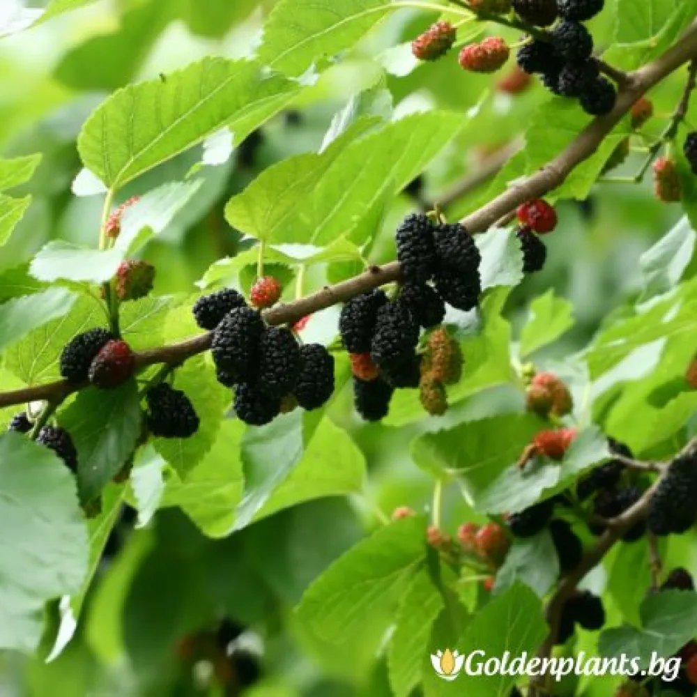 Илинойс (черница)