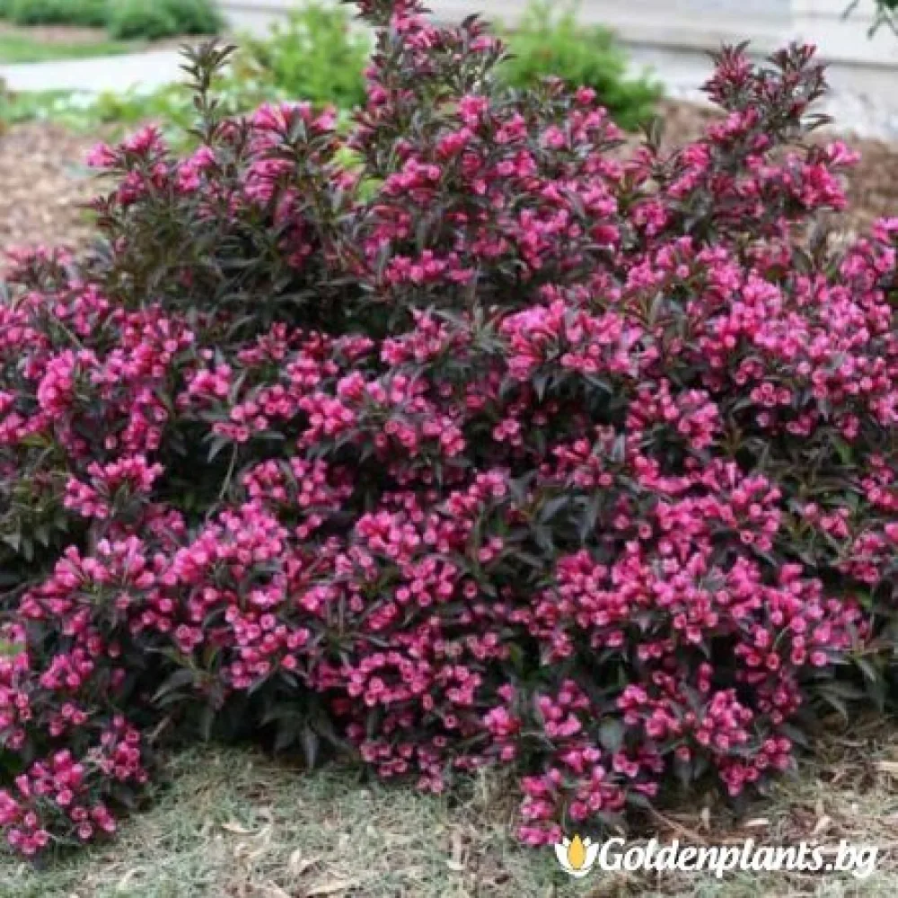 Вайгела florida Purpurea – декоративно растение