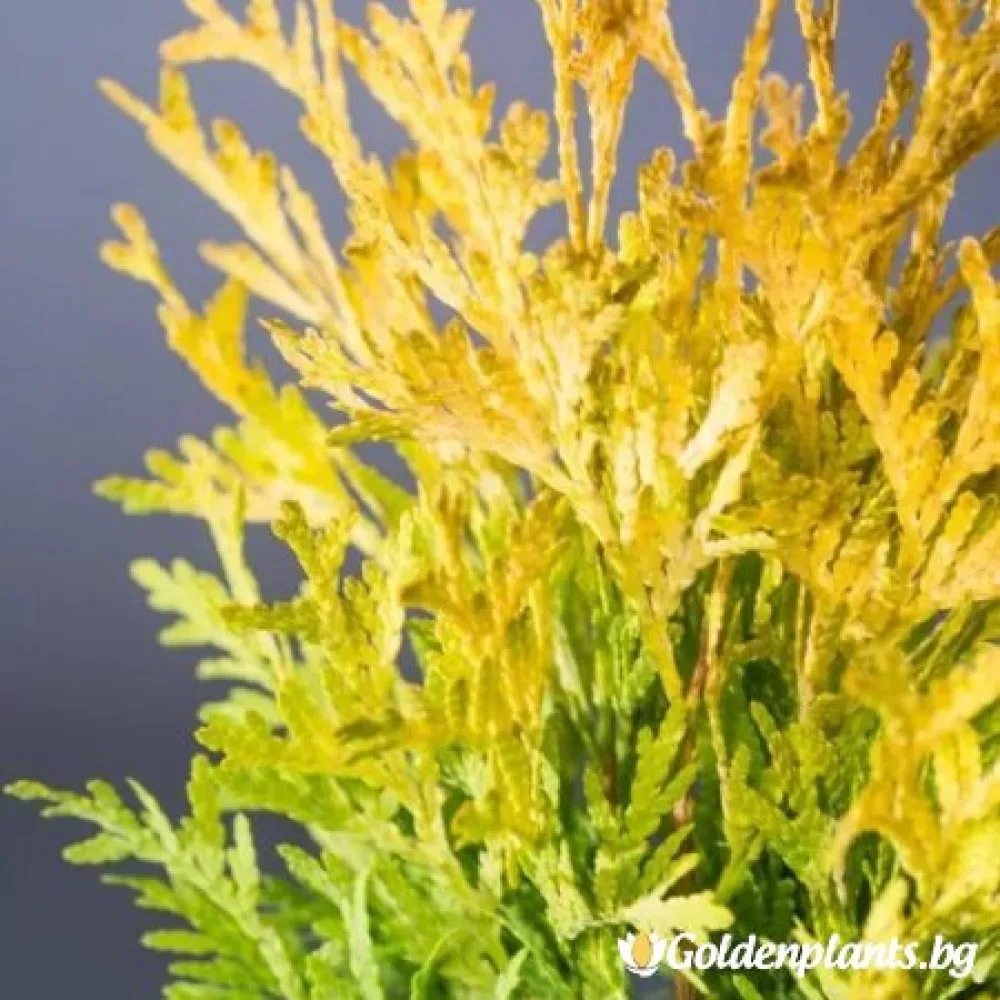 Западна туя Malonyana Aurea – декоративно растение