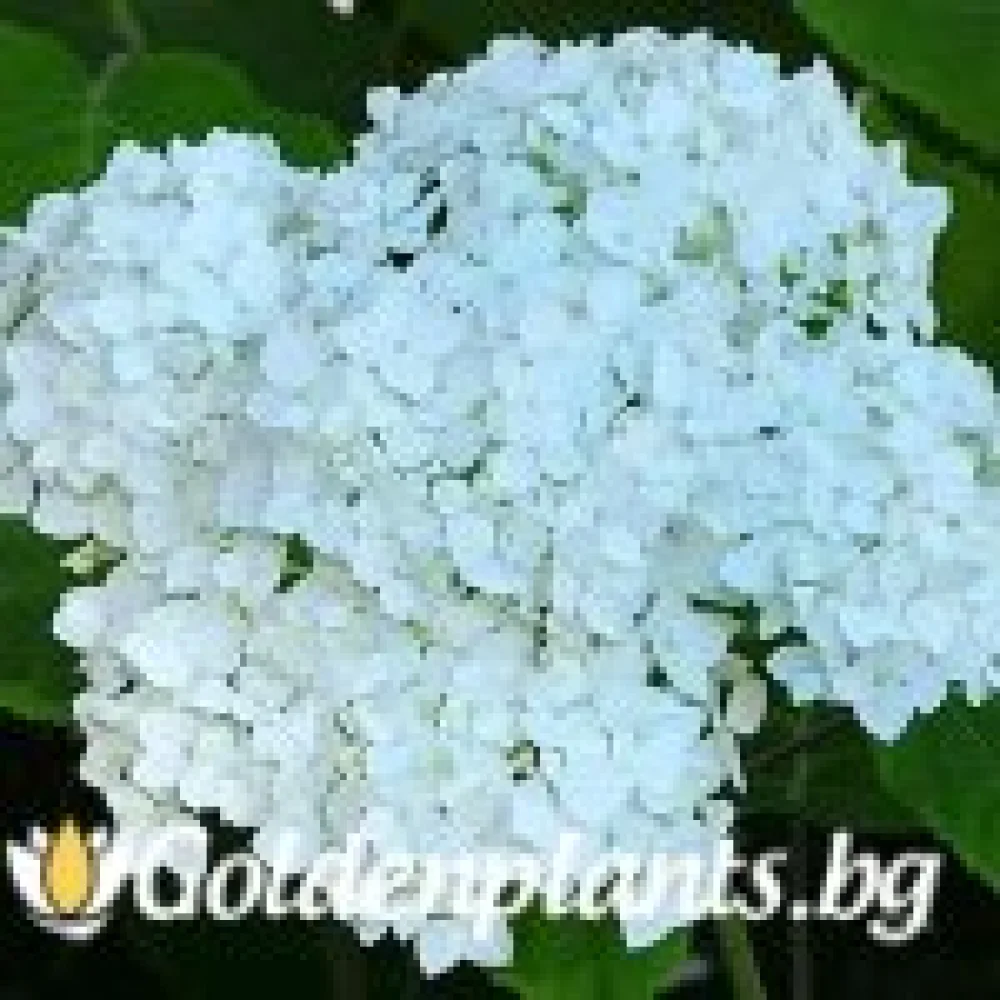 Хортензия бяла – декоративно растение