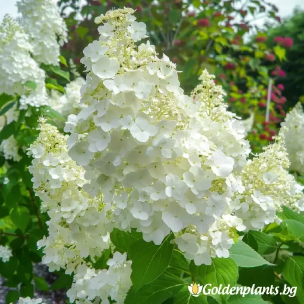 Сребърен долар (хортензия)