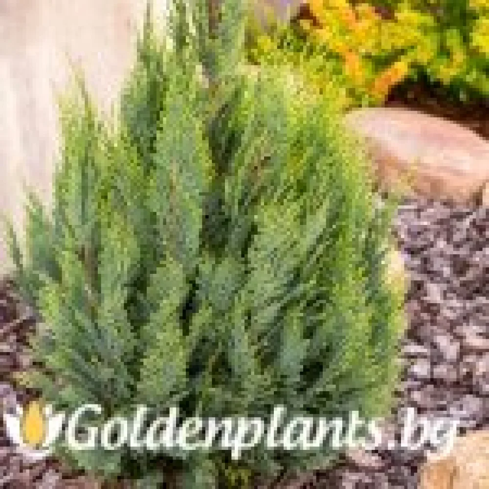 Лъжекипарис Ellwood and ’s Gold – декоративно растение