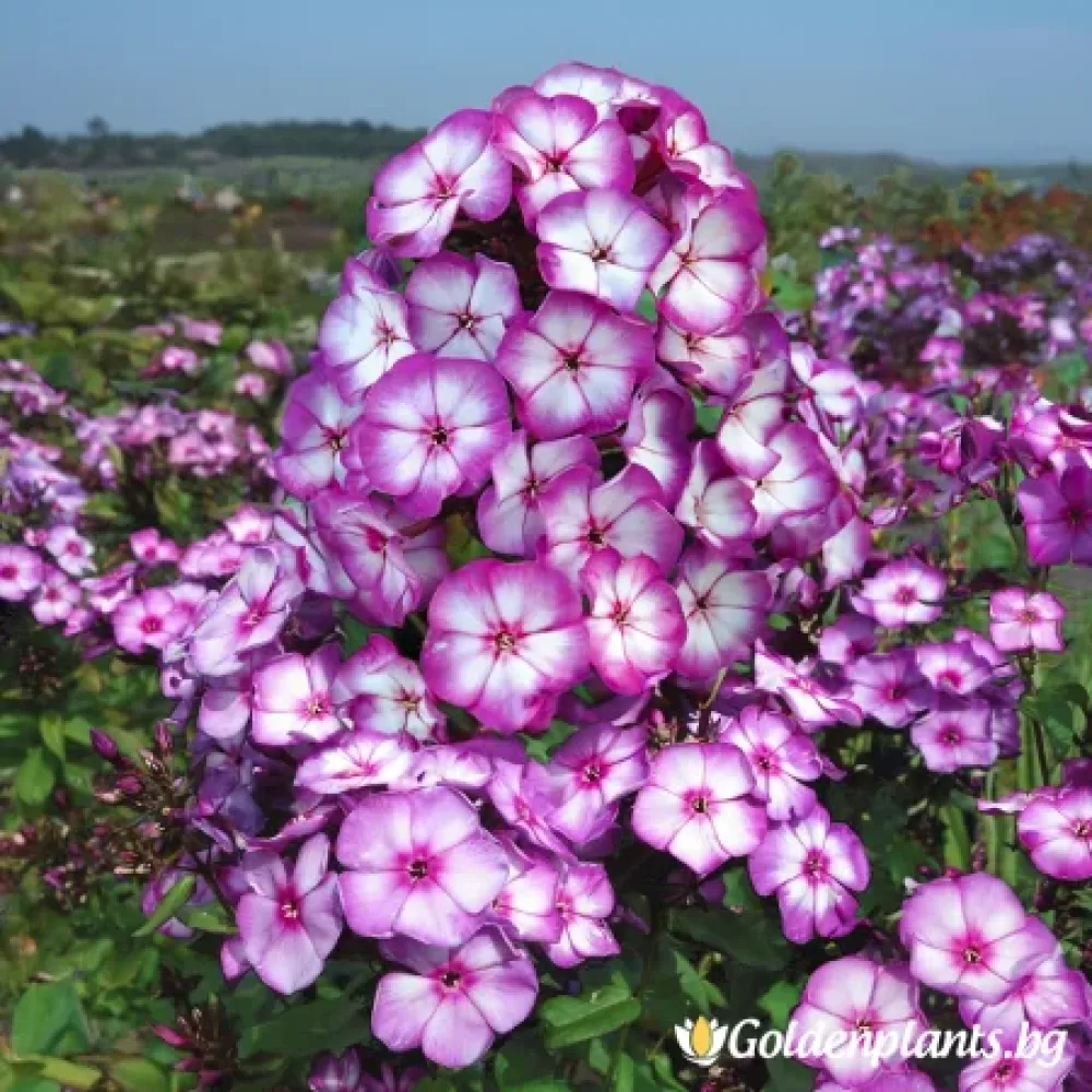 Флокс, сорт Лятно Лилаво