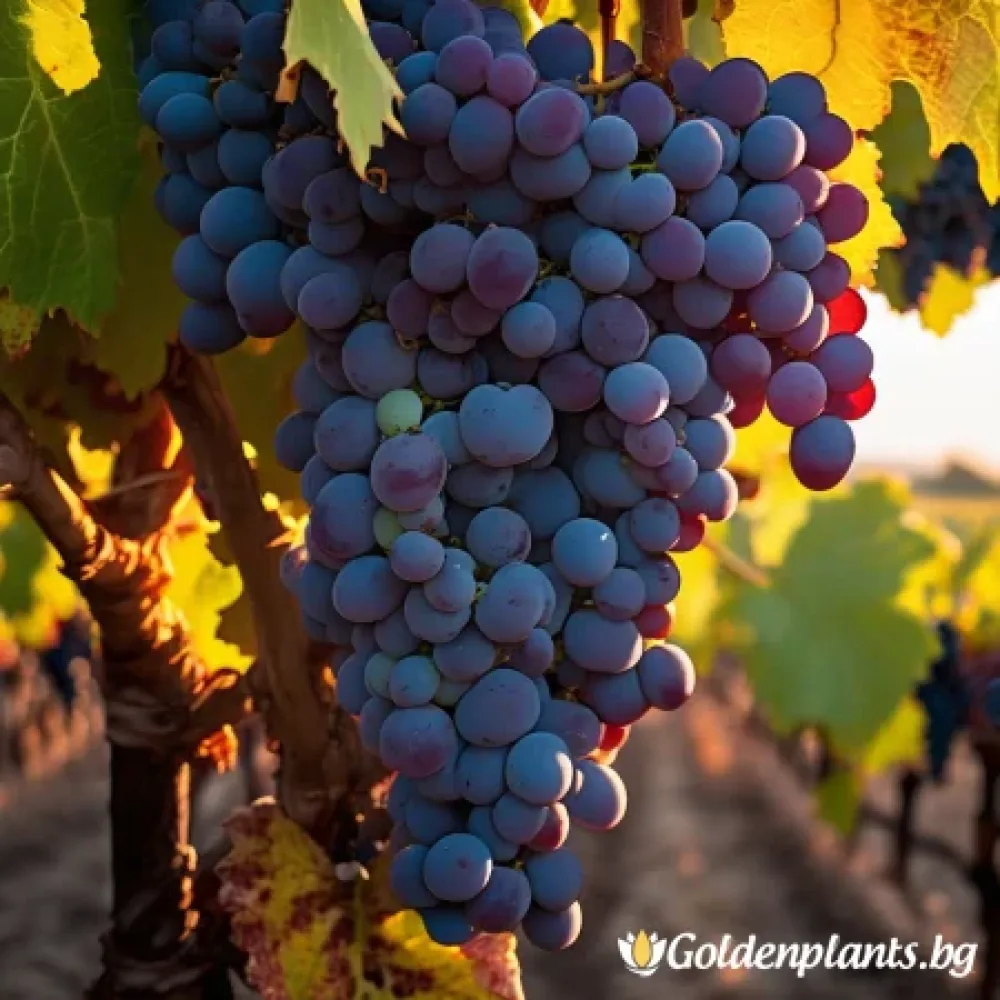 Лоза сорт Каберне Фран /cabernet franc/- Средно късно зреещ – за собствено грозде