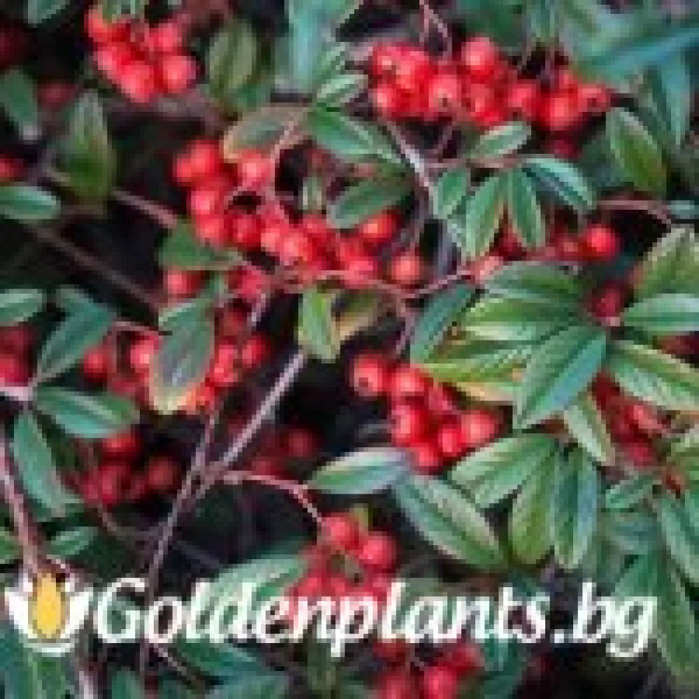 Котонеастър Salicifolia – за жив плет