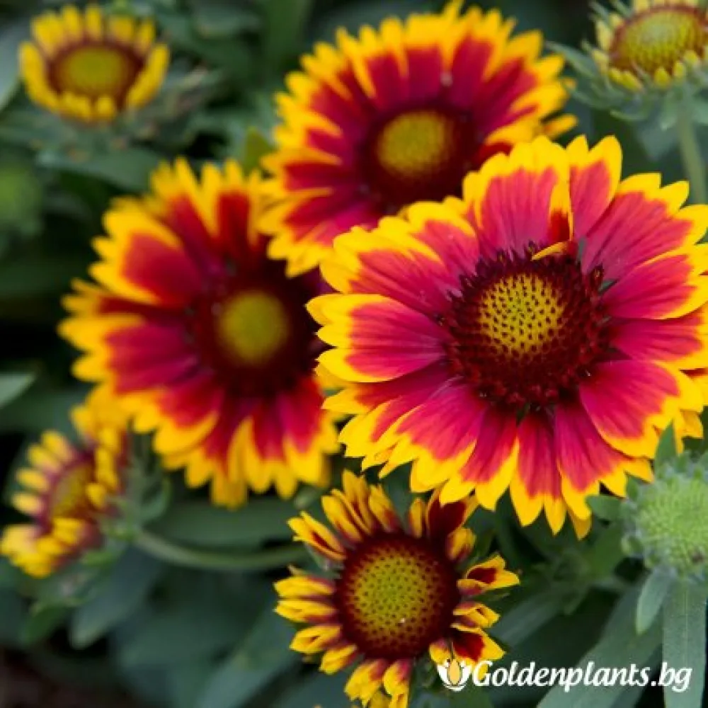 Гайлардия оранжева / Gaillardia – градинско цвете