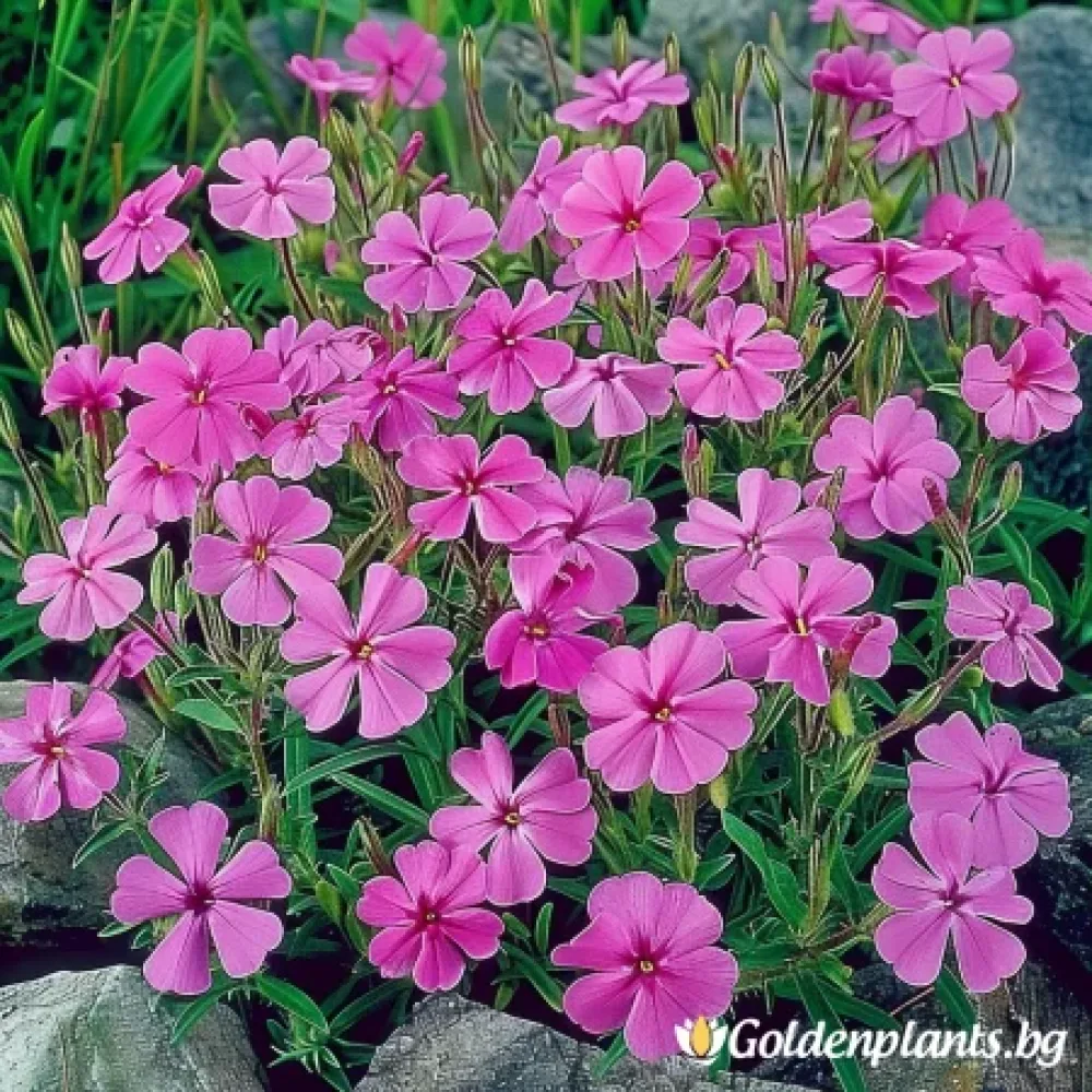Флокс, сорт Самсон