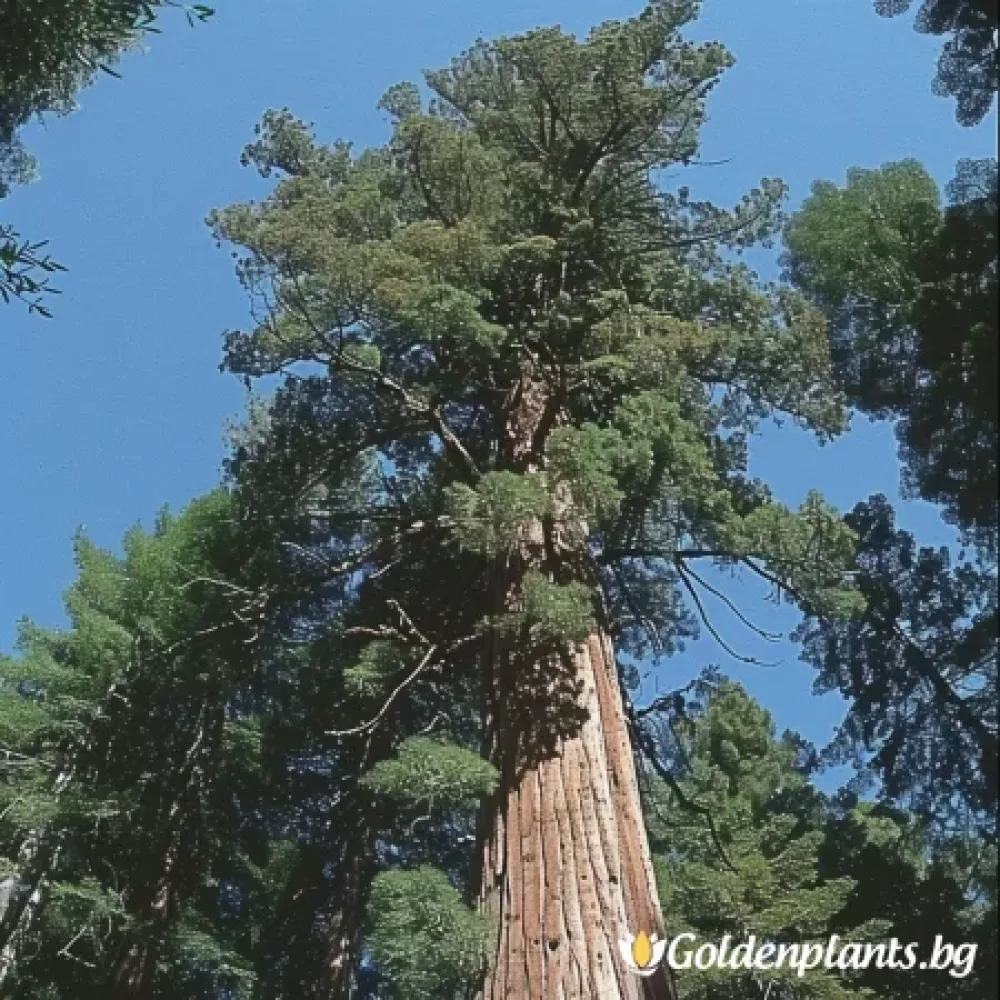 Калифорнийска Секвоя – декоративно растение