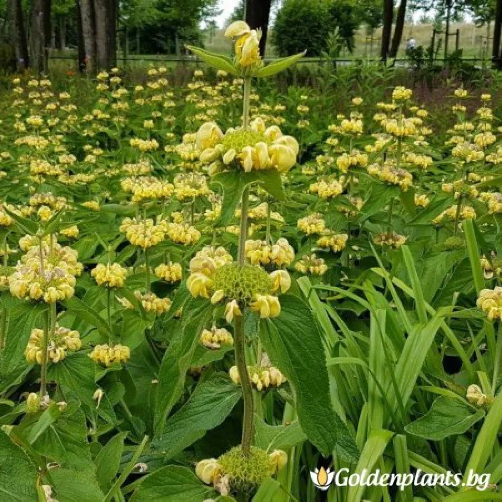 Руселиана (фломис)
