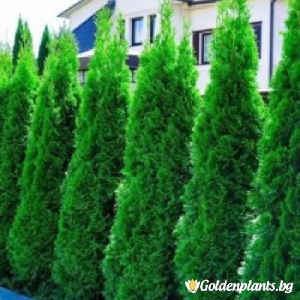 Западна туя malonyana 30-40см – декоративно растение