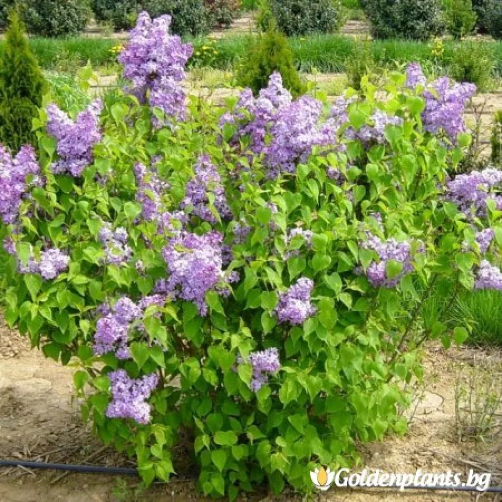 Мишел Бюхнер (люляк)