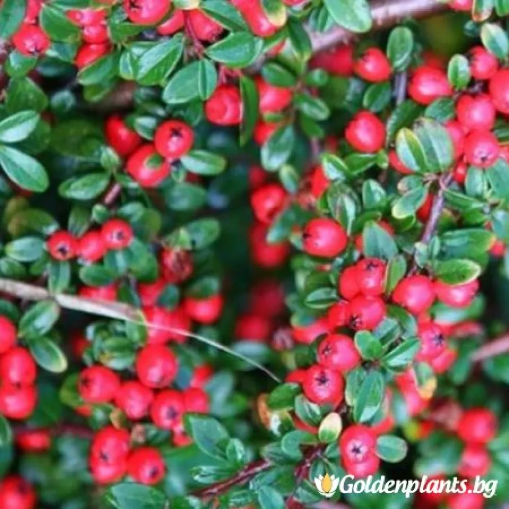 Дамери Майор (котонеастър)
