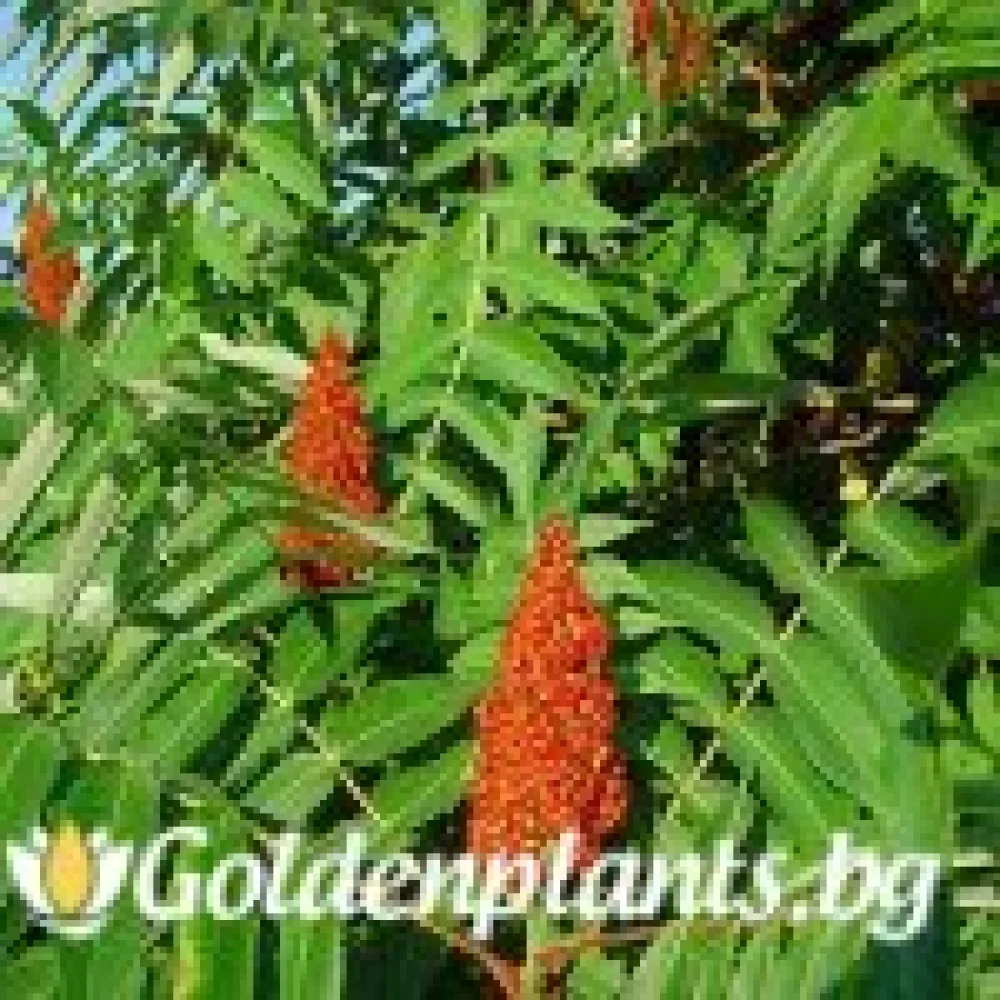 Рустифина 80-120см – декоративно растение