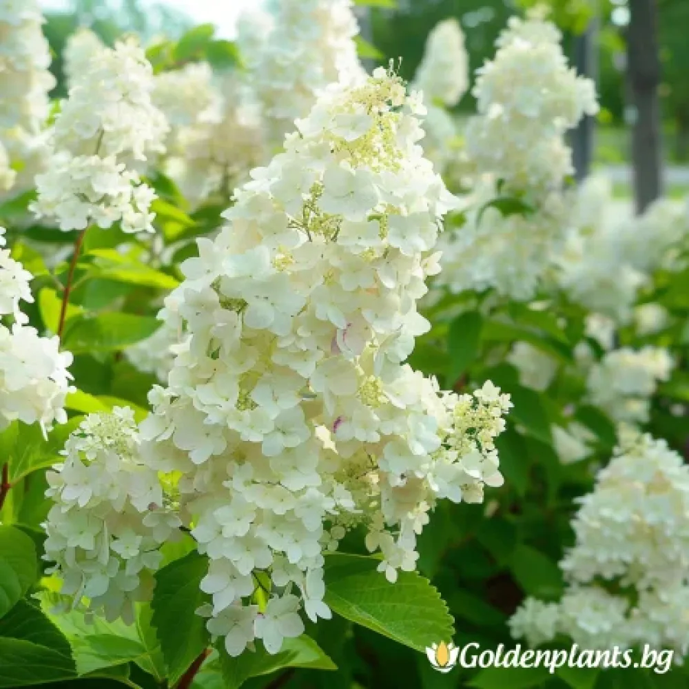 Сребърен долар (хортензия)