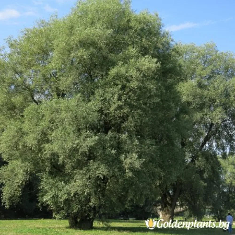 Обикновена Бяла Върба 50-60 см – декоративно растение