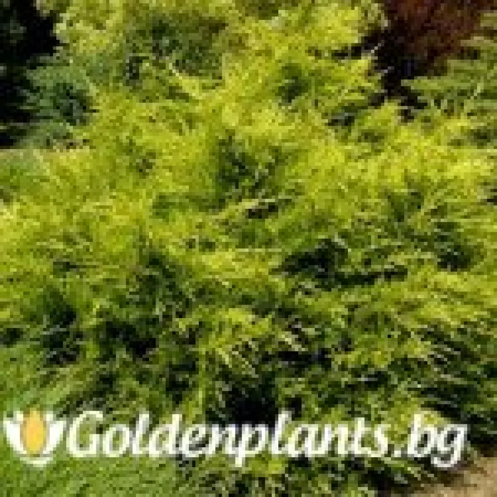 Юниперус Kuriwao Gold – за градината