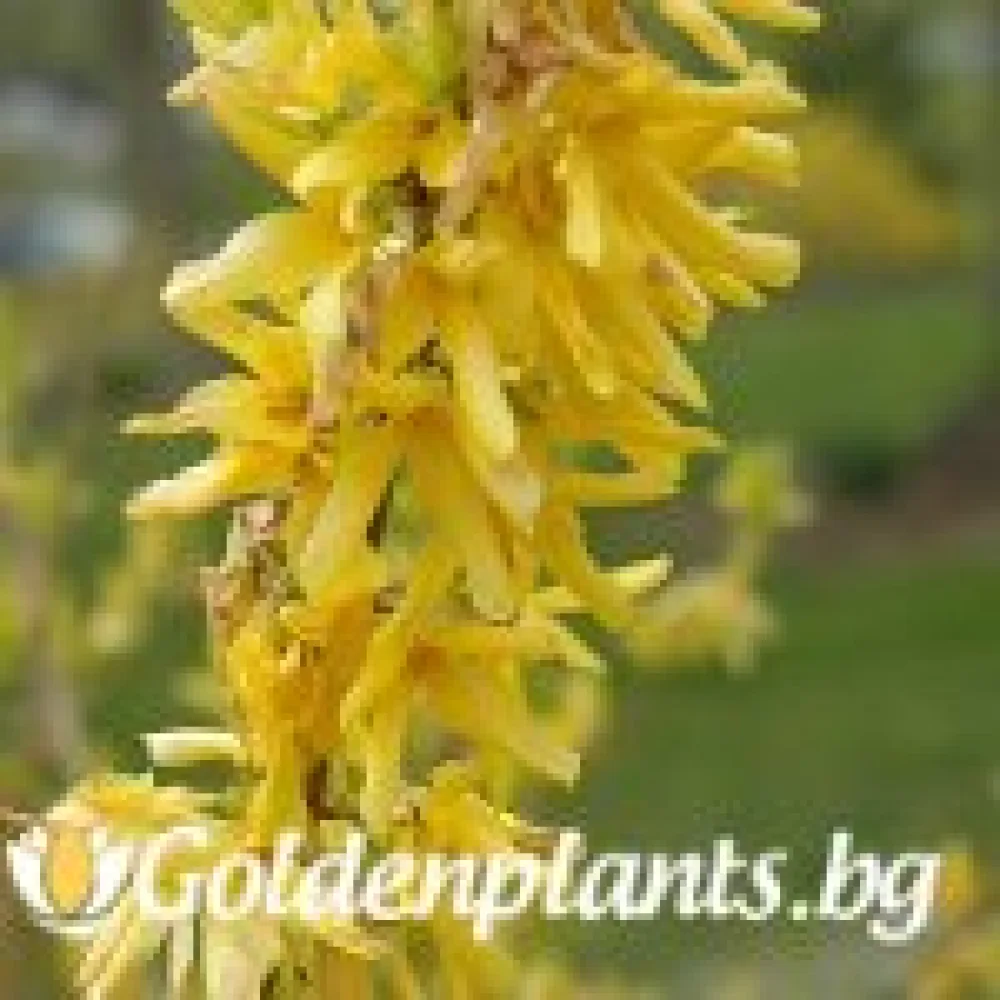 Форзиция, сорт Златни времена