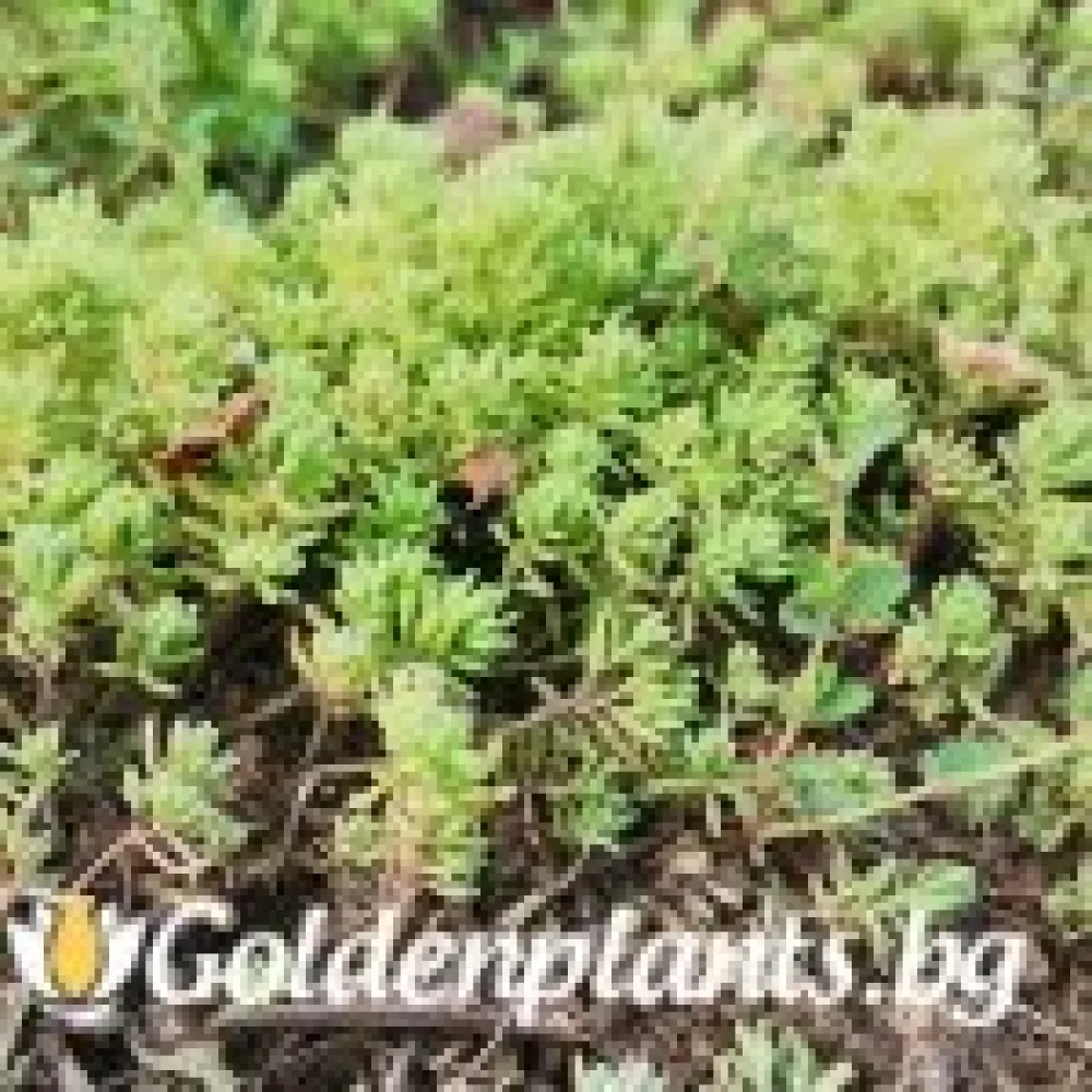 Седум green carpet зелен – за градината