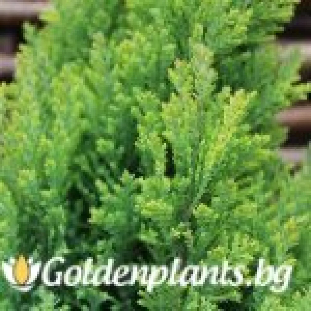 Лъжекипарис Ellwood and ’s Gold – декоративно растение