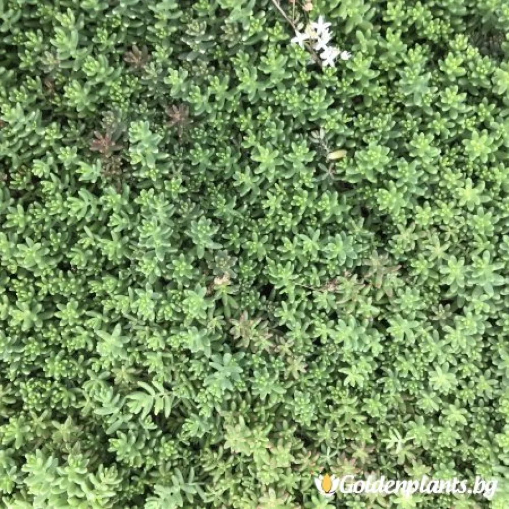 Седум green carpet зелен – за градината