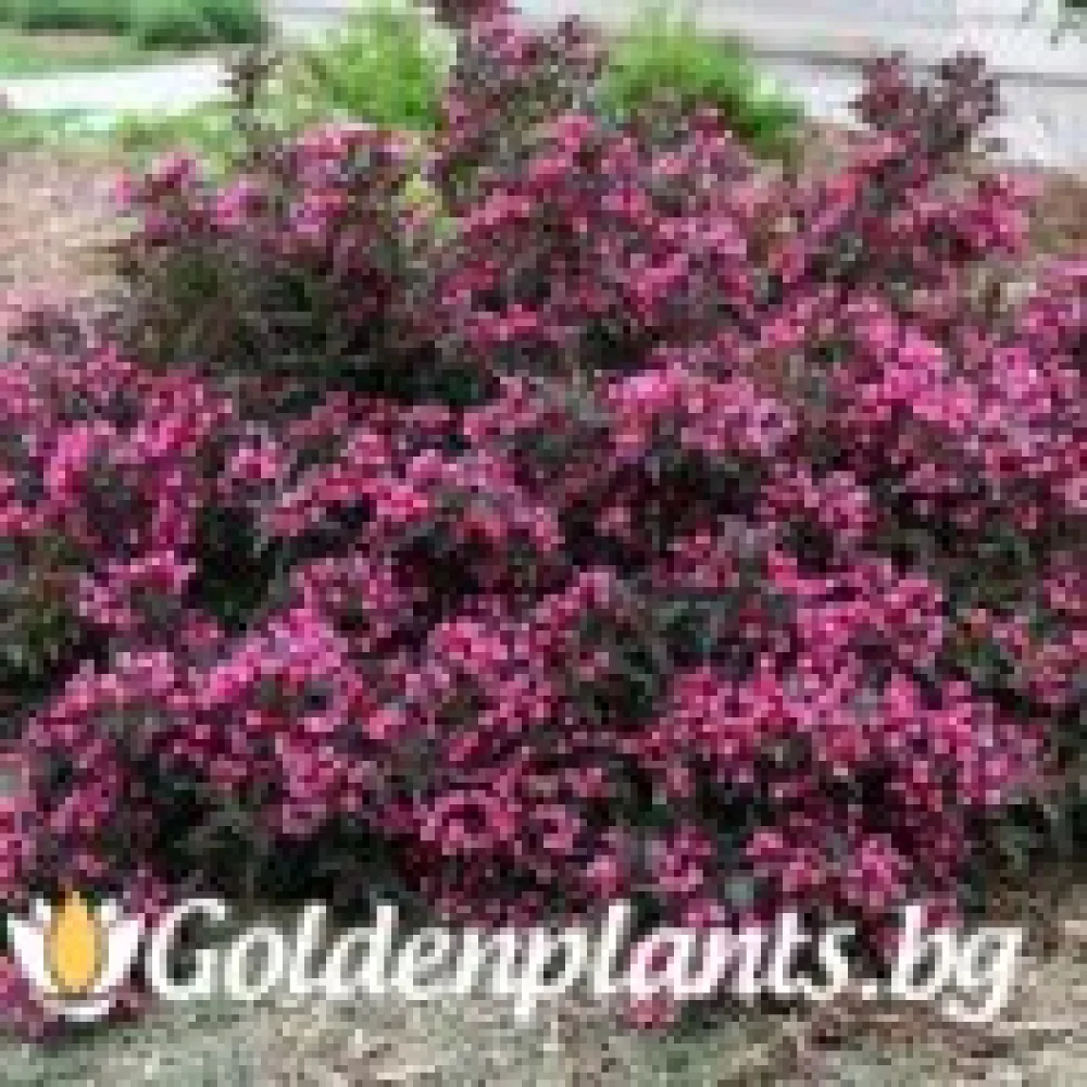 Вайгела florida Purpurea – декоративно растение