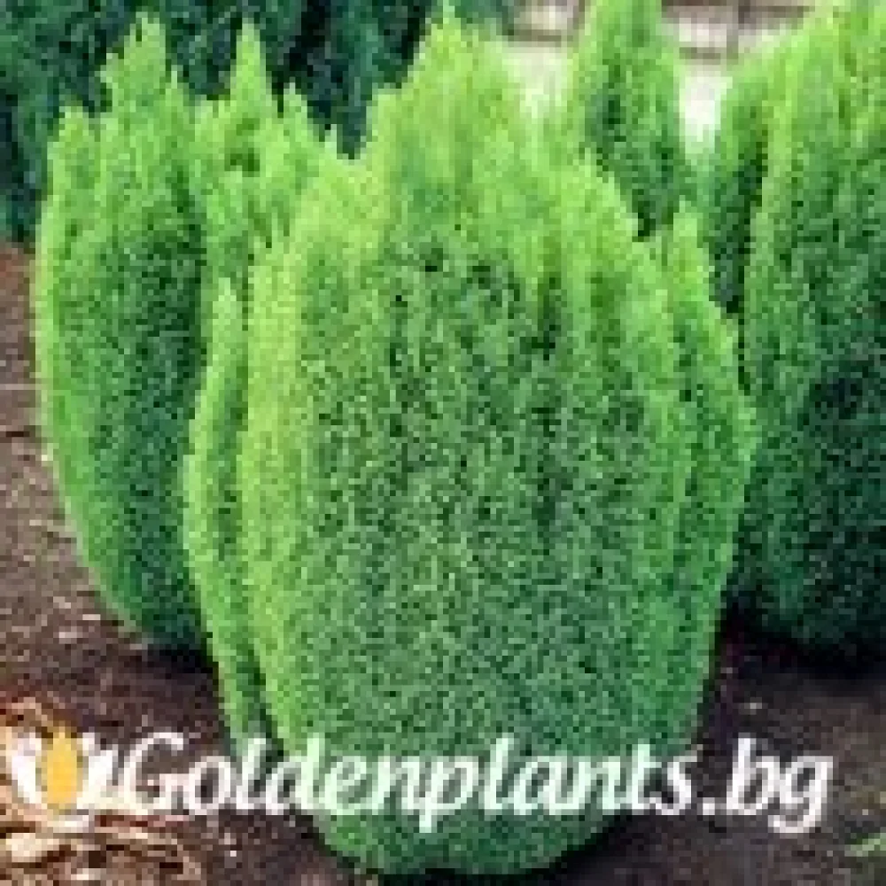 Лъжекипарис Ellwood and ’s Gold – декоративно растение