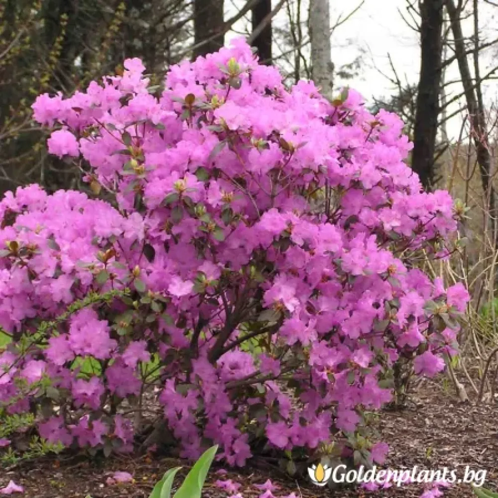 Рододендрон, сорт П.Ж.М Елит