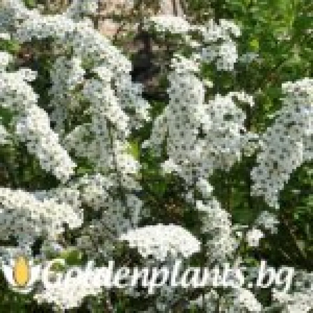 Спирея Аргута - 30 - 40 см – за жив плет