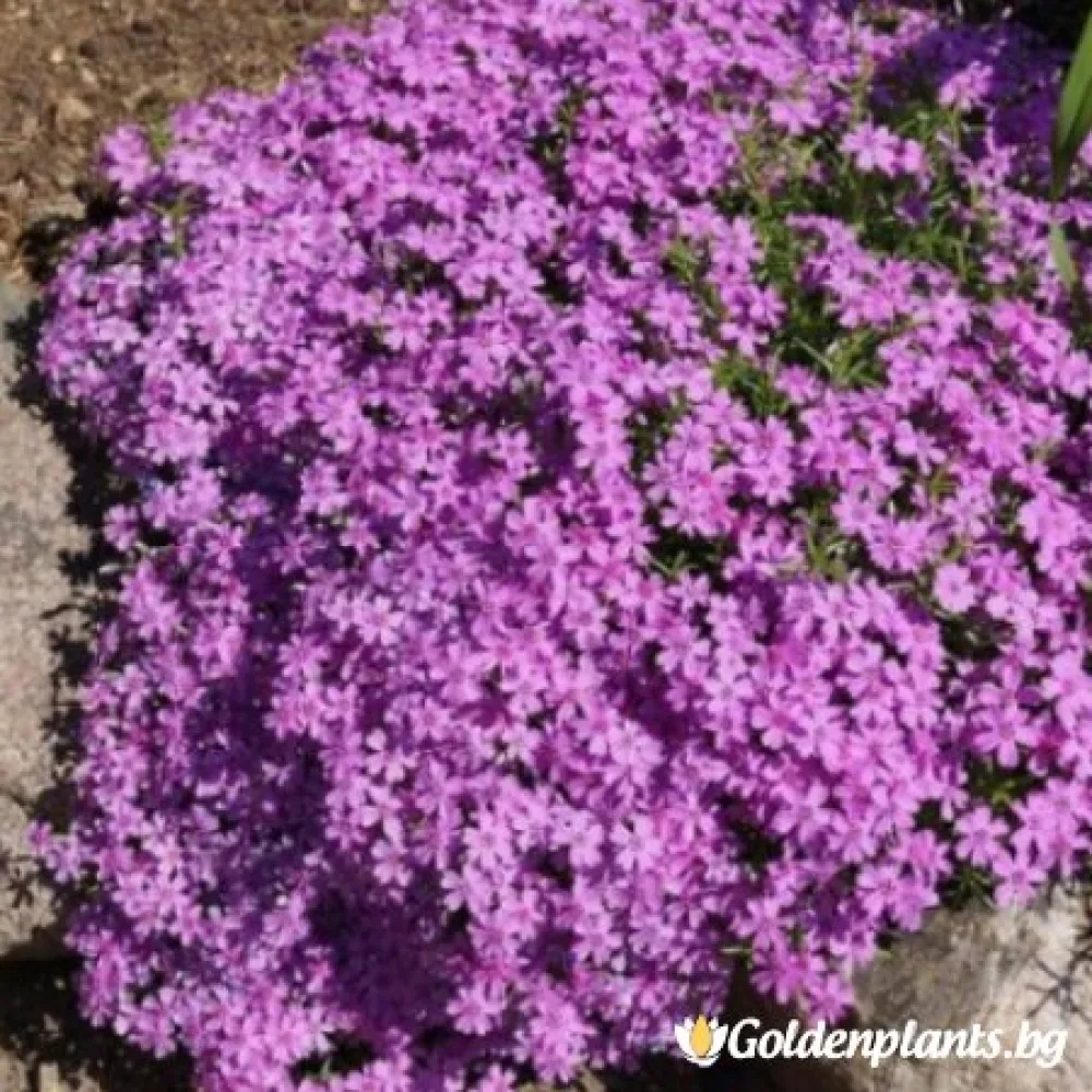 Алпийски Флокс Purple Beauty – за градината