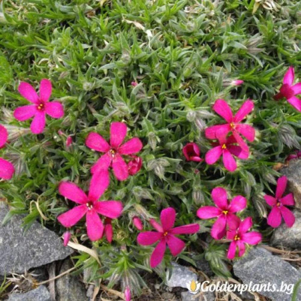 Алпийски Флокс Цикламено червен / Phlox (D) Ochsenblut – за градината