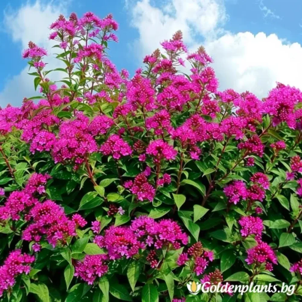 Японика Антъни Уотърър (спирея)