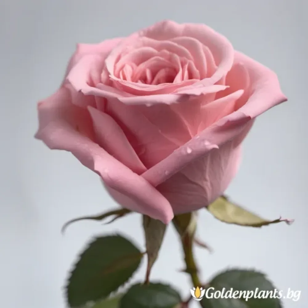 Роза – Розова симфония, с гол корен