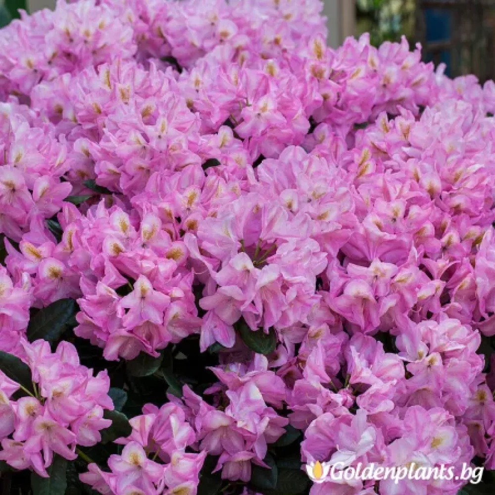 Рододендрон – Аркадий
