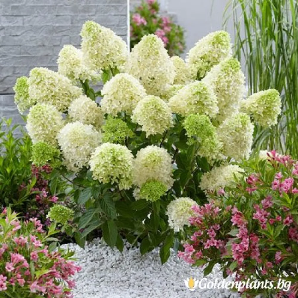Пинакулата Скайфол (хортензия)